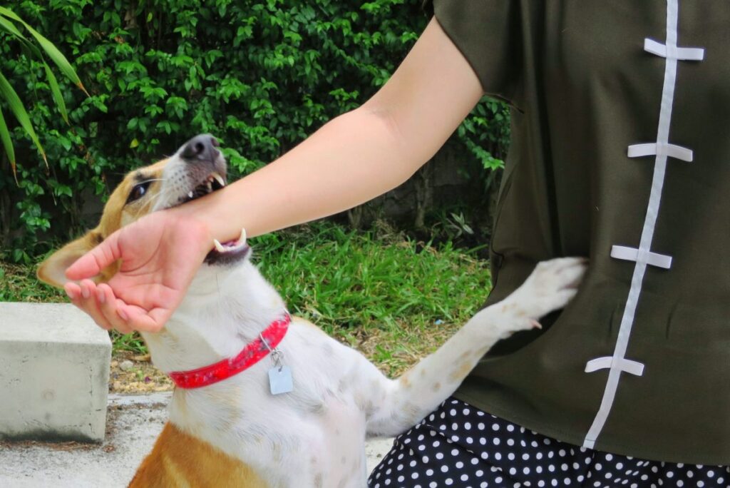 Need help after a dog bite injury?